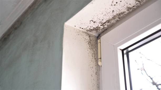Best Mold Removal Near Me  in Jourdanton, TX