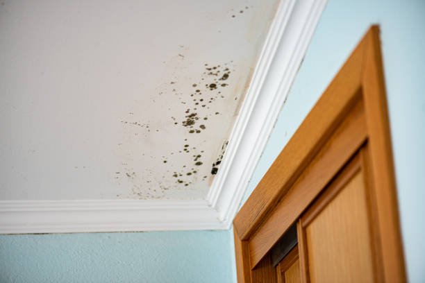Best Attic Mold Removal  in Jourdanton, TX