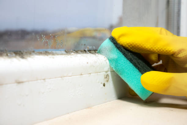 Best Mold Remediation  in Jourdanton, TX