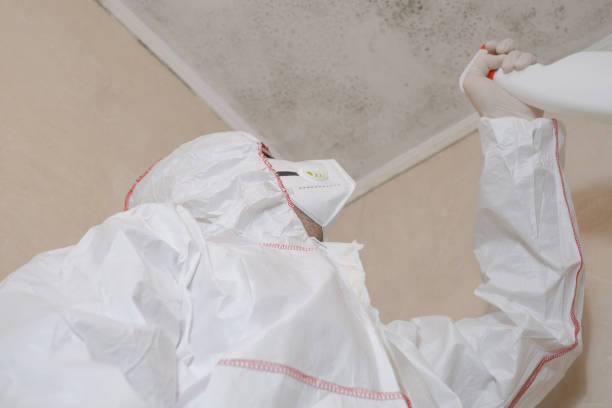 Office Mold Removal Services in Jourdanton, TX