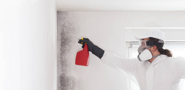 Mold Removal Process in Jourdanton, TX