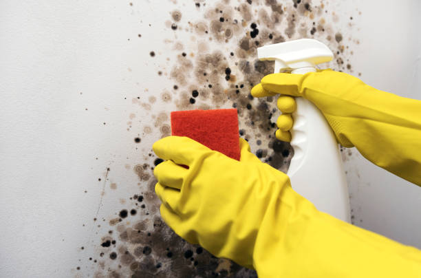 Best Local Mold Removal Service  in Jourdanton, TX