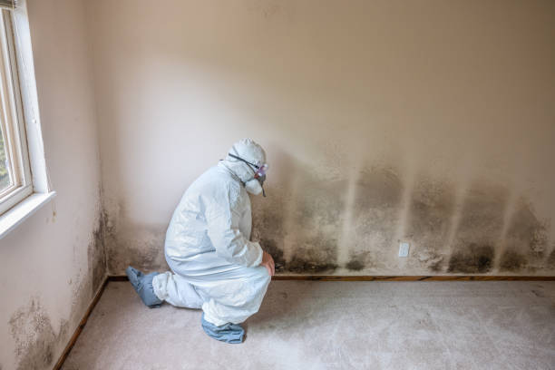 Certified Mold Removal in Jourdanton, TX