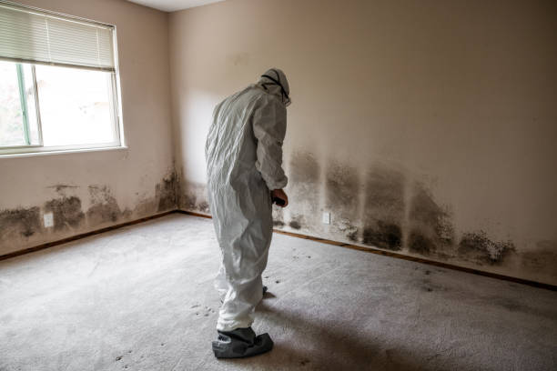 Best Black Mold Removal  in Jourdanton, TX