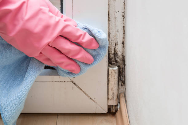 Jourdanton, TX Mold Removal Company